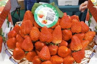 草莓国产在线,品味本土鲜甜,共筑绿色食尚 草莓国产在线,品味本土鲜甜,共筑绿色食尚